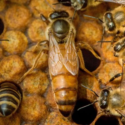 The queen bee swarm - selective focus